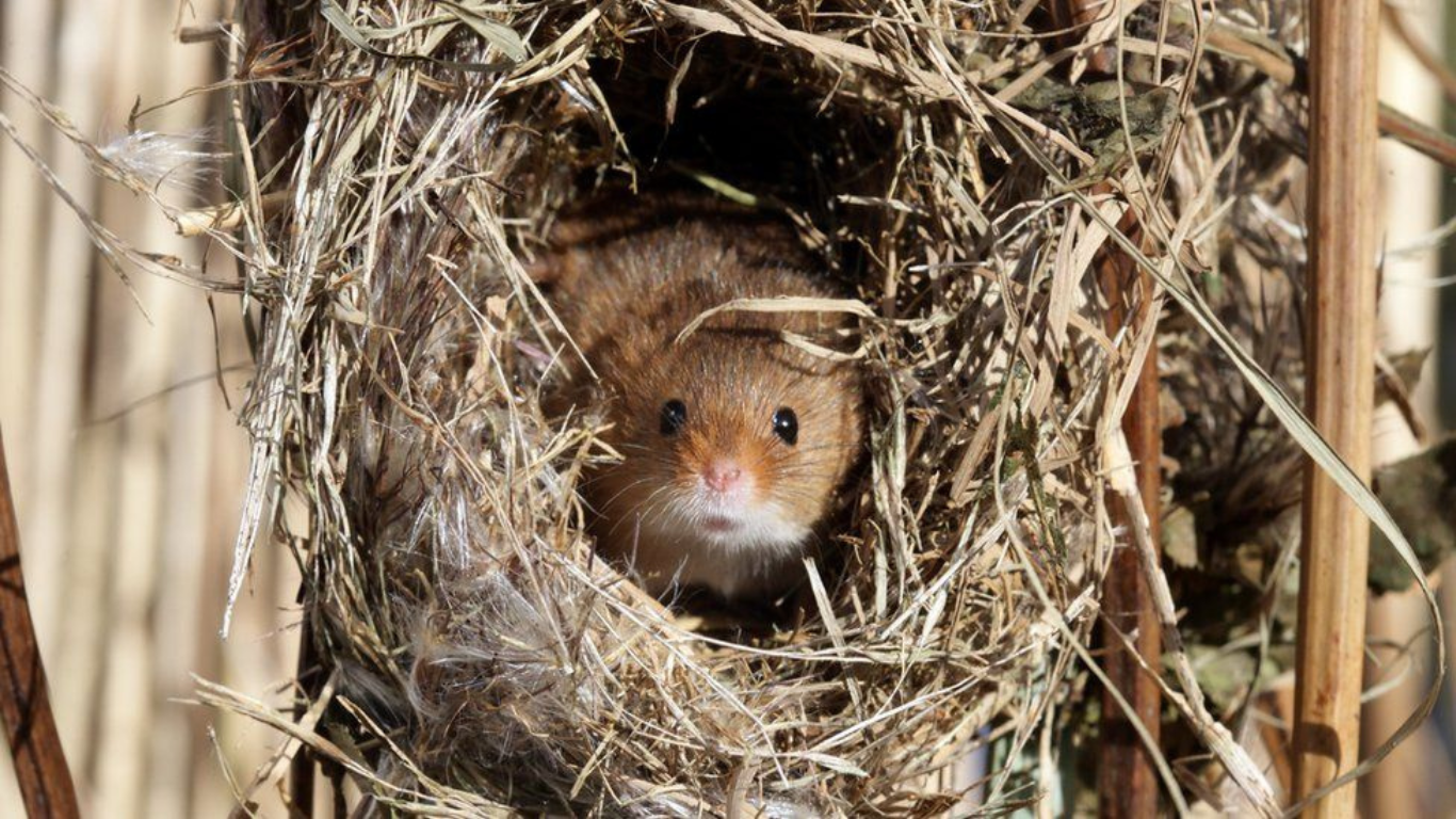 Tennis Balls Are Recycled Into Mice Homes